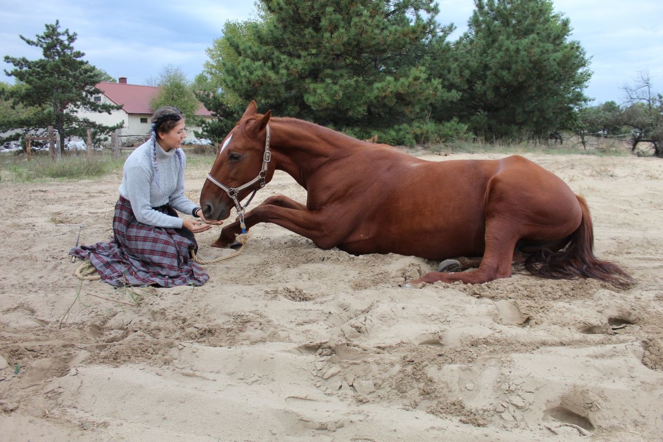 Искусство взаимодействия с лошадьми