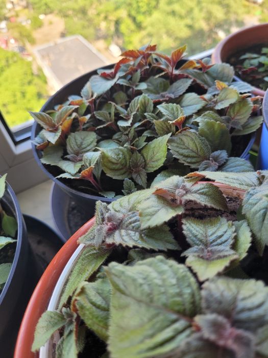 Рослини ахіменеса вирощені з надлишків різом Недорого Висилаю НП УП