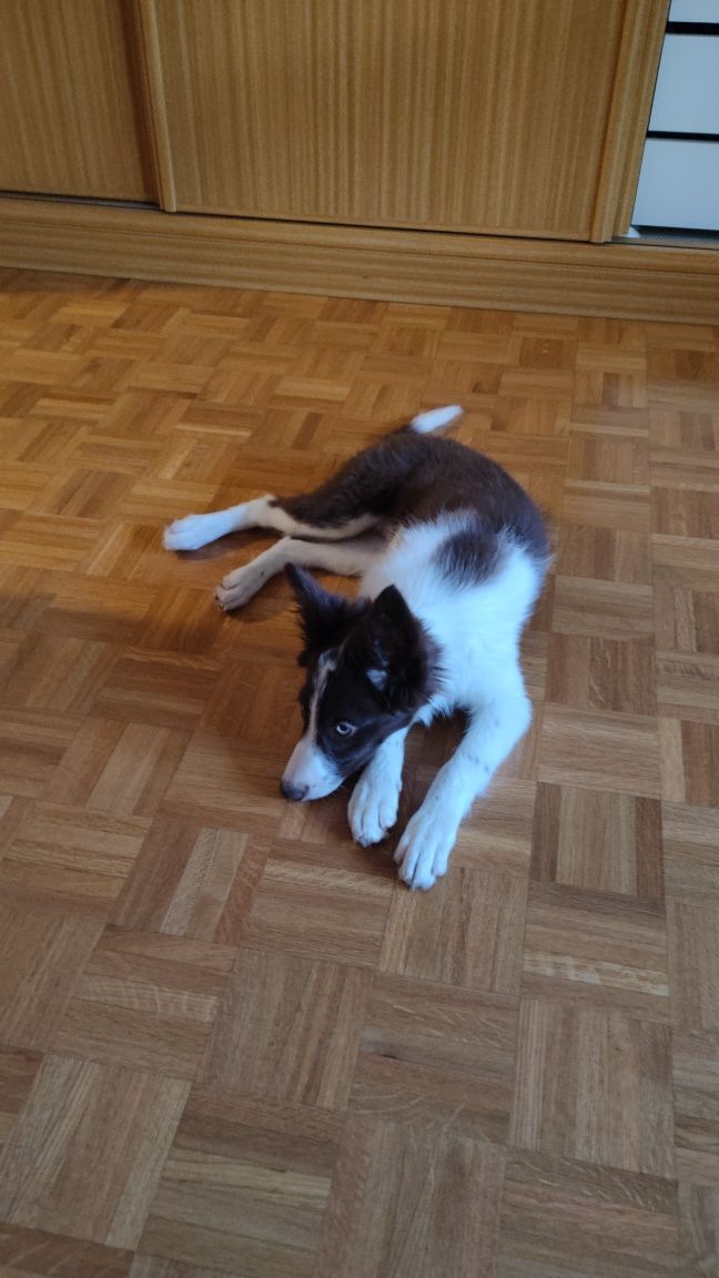 Vendo cadelinha Border Collie