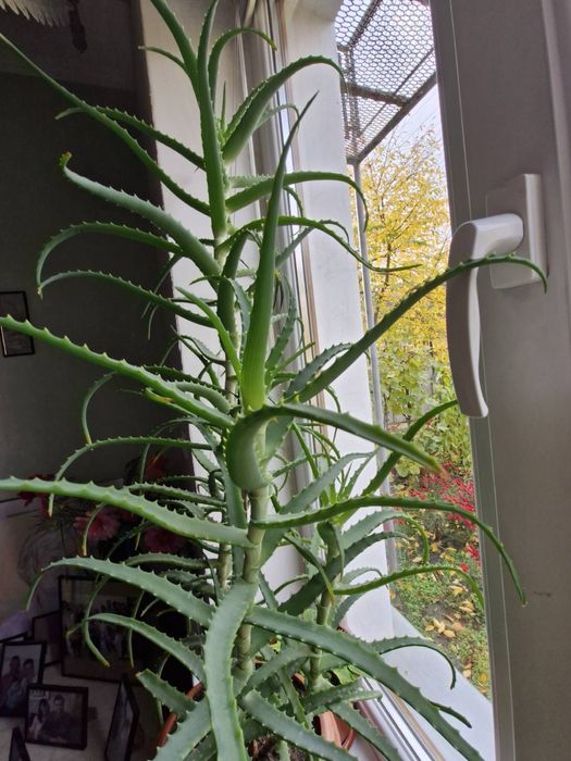 Алоє вера алтайський