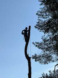 Wycinka drzew ALPINISTYCZNIE Usługi rębakiem Frezowanie pni pielęgnacj