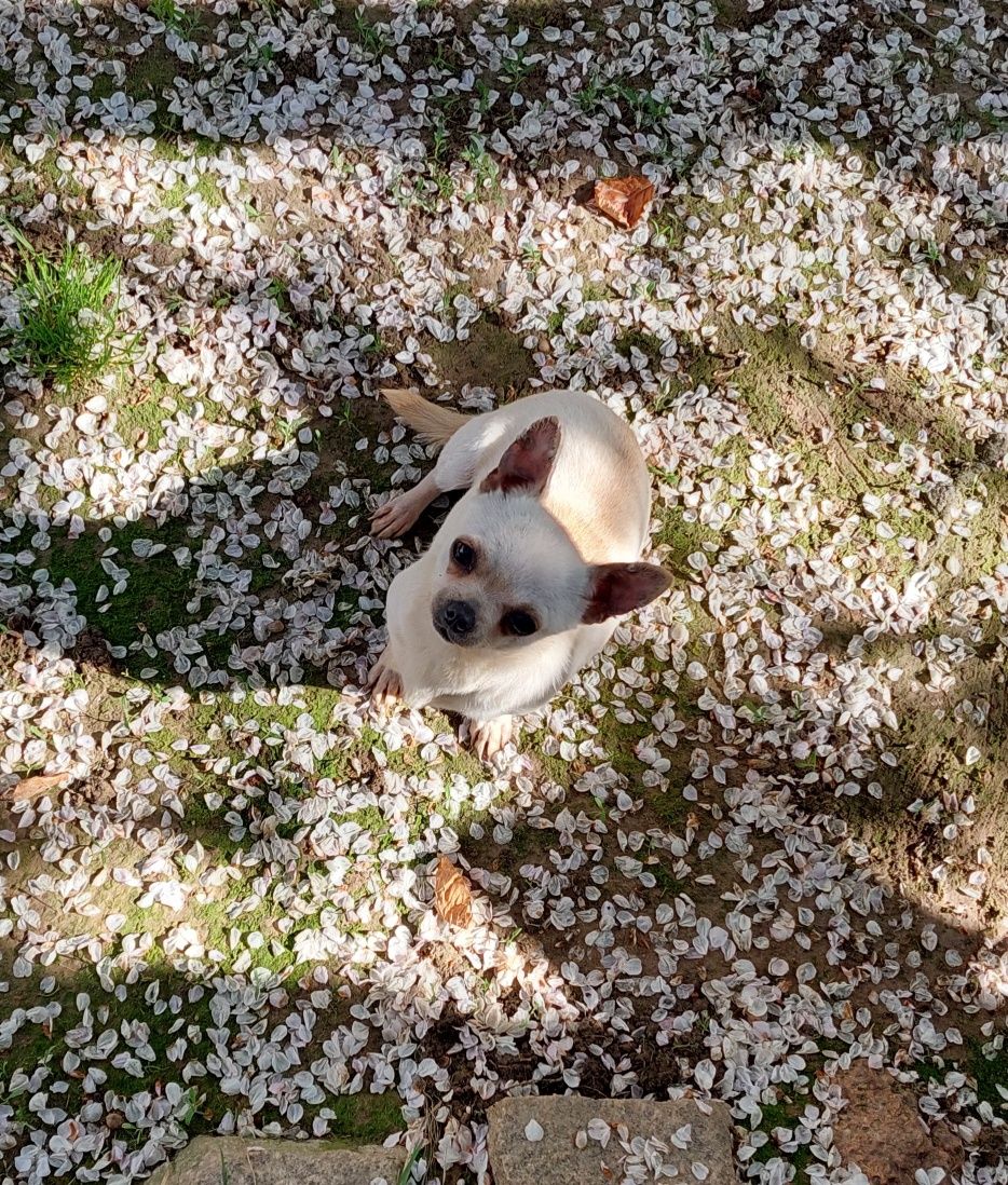 Suczka chihuahua