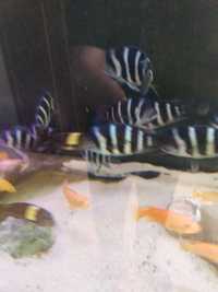 Ryby z jeziora tanganika