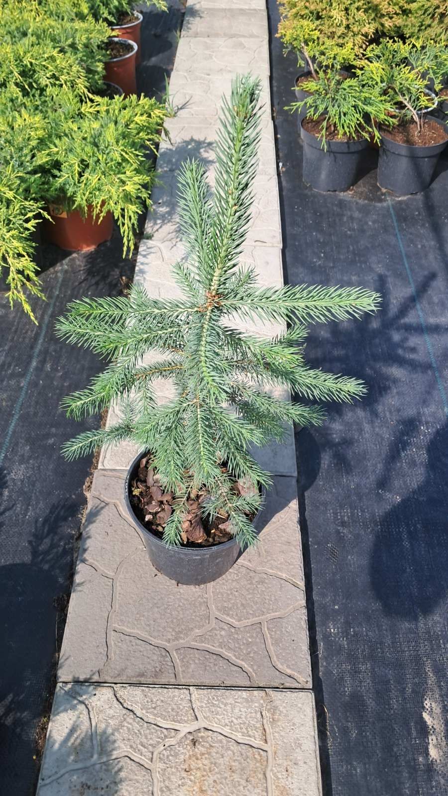 Продам ялину Кейбаб