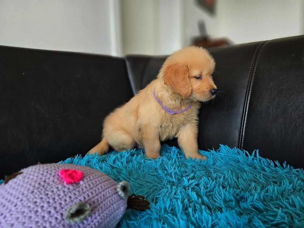 GOLDEN RETRIEVER- złote i ciemnozłote, ZKwP,FCI, po championach