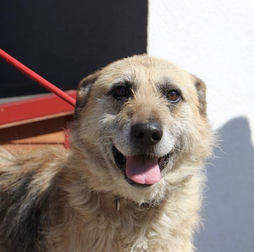 Tofik piekny szorstkowlosy pies do adopcjj