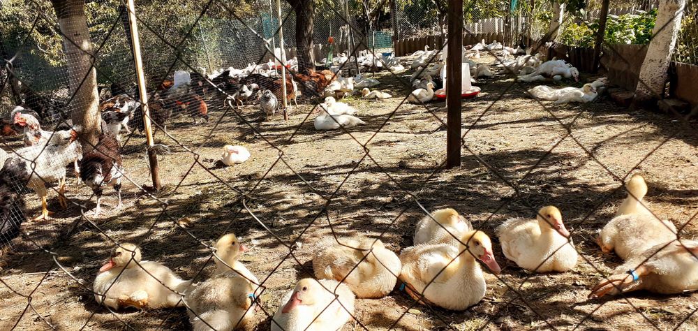 индоутята  2025год тяжёлая немецкая линия,мускусная,самовывоз