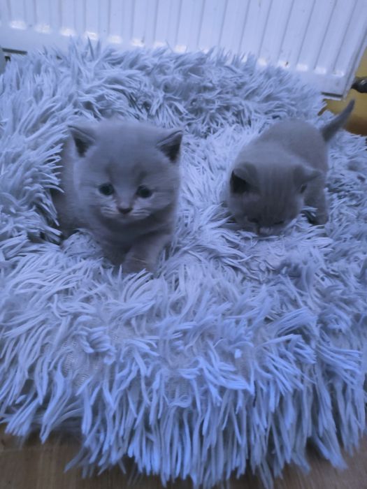 Kocurek Brytyjski niebieski