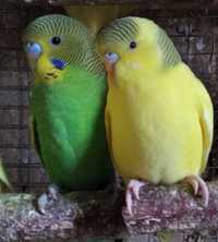 Волнистые попугаи разных окрасов
