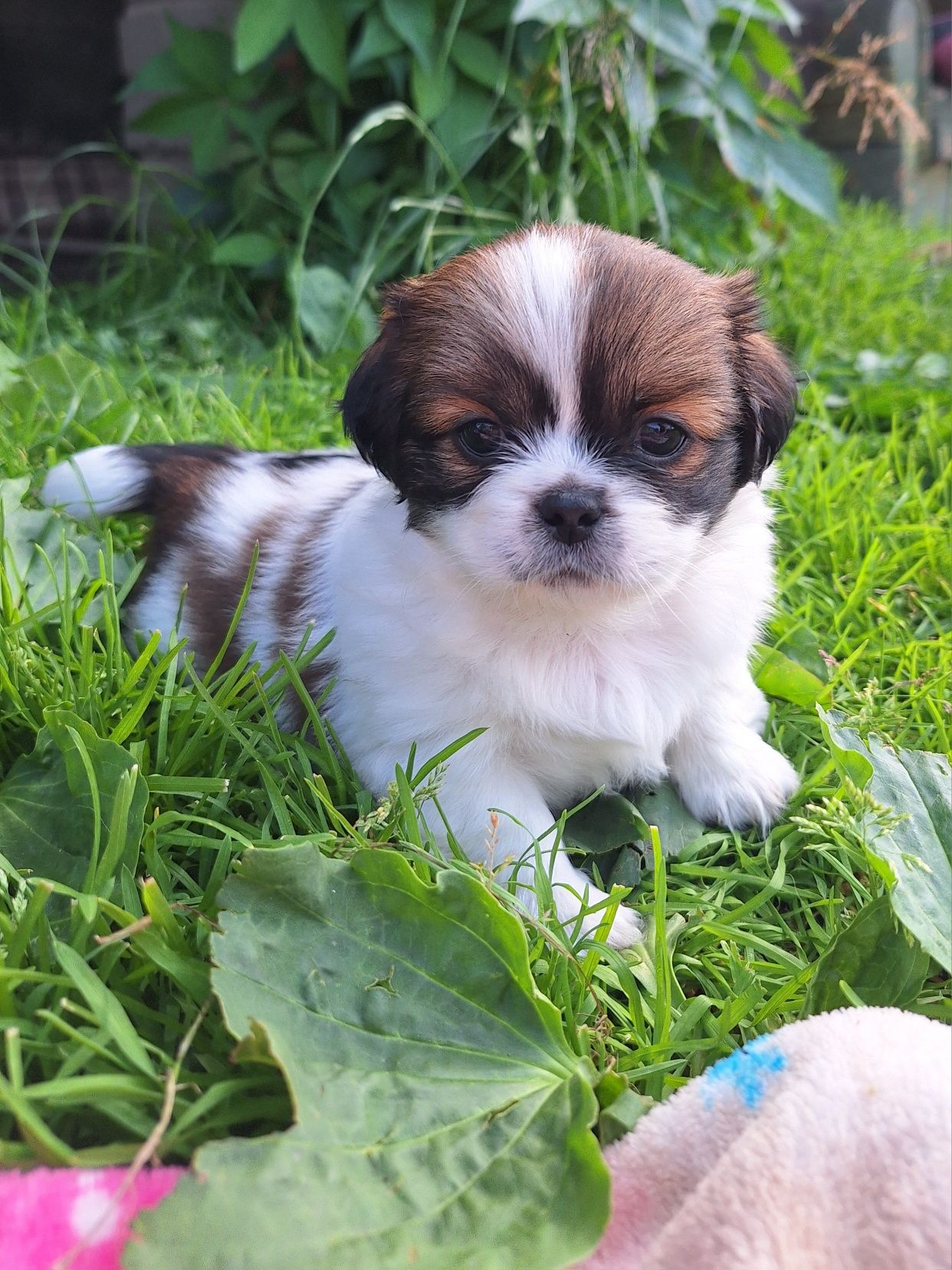 Piękne szczeniaki!!! Zapraszam do rezerwacji! Pekinczyk, nie shih tzu