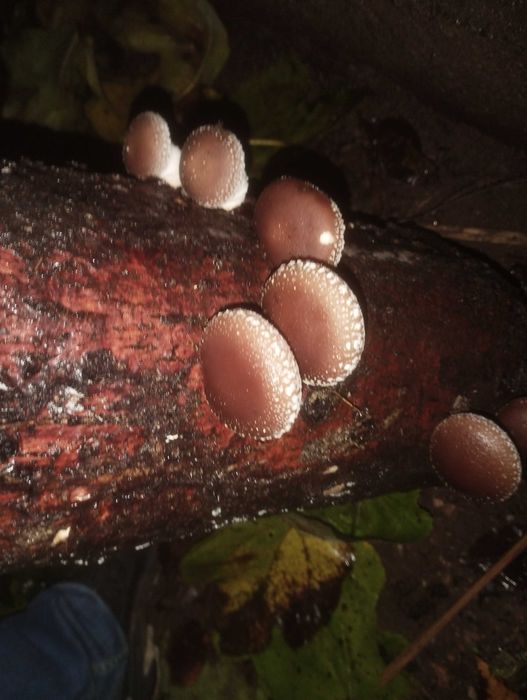 Shiitake fresco cultivado ao ar livre