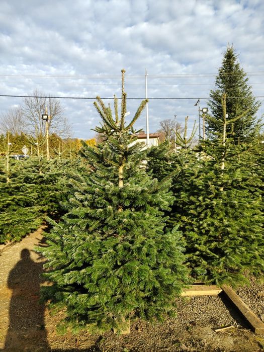 Choinki jodła kaukaska piękne gęste prima