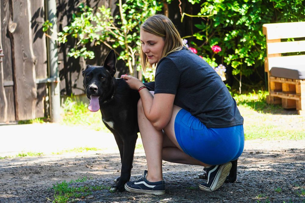 Parker - młody, energiczny pies szuka domu