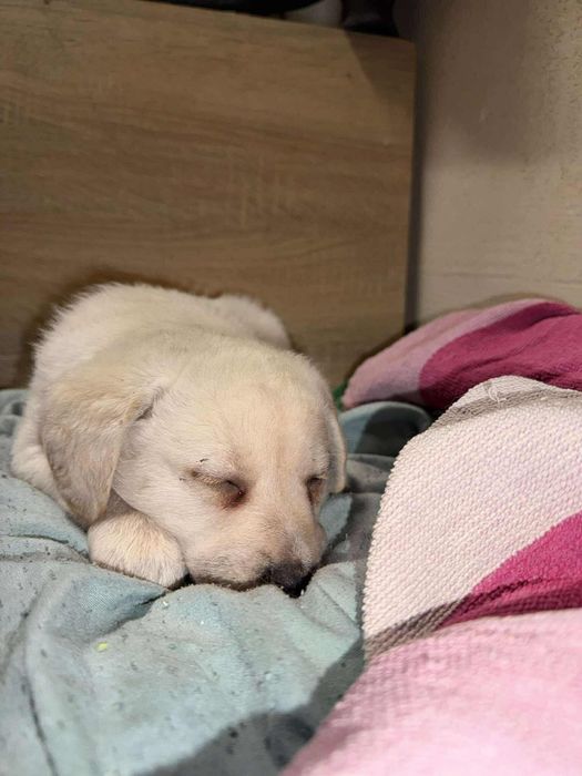 Oddam pieski w dobre rece