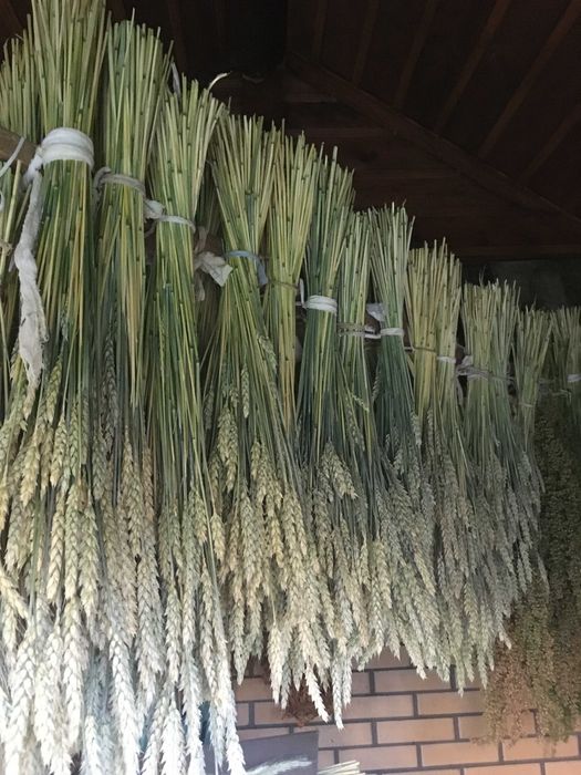 Колоски пшениці.