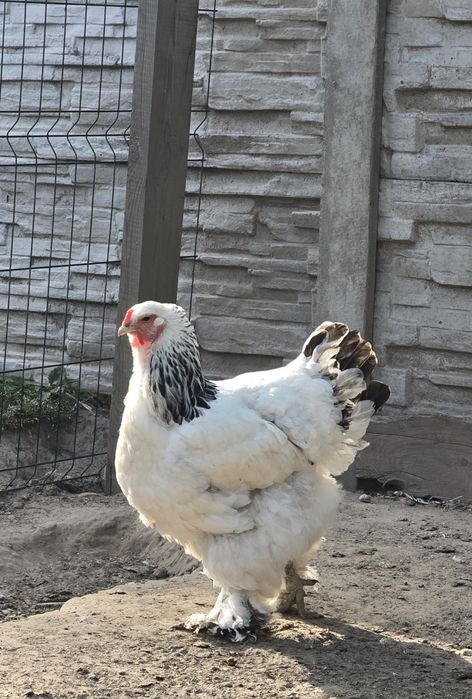 Кури, петухов Брама