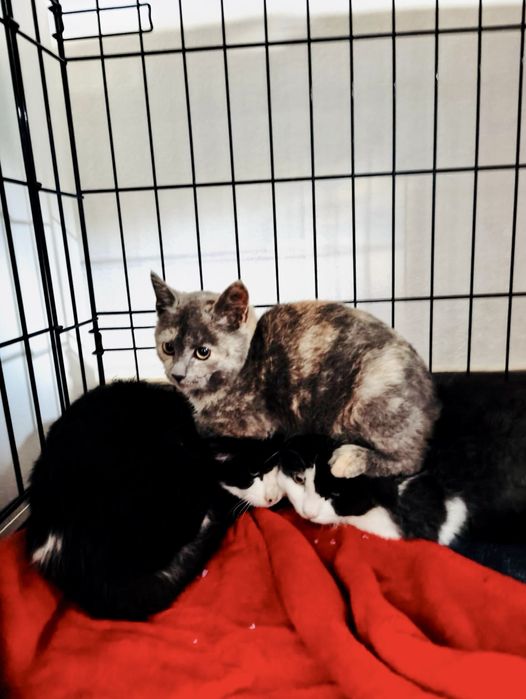 Bebés com cerca de 2/3 meses para adoção responsável