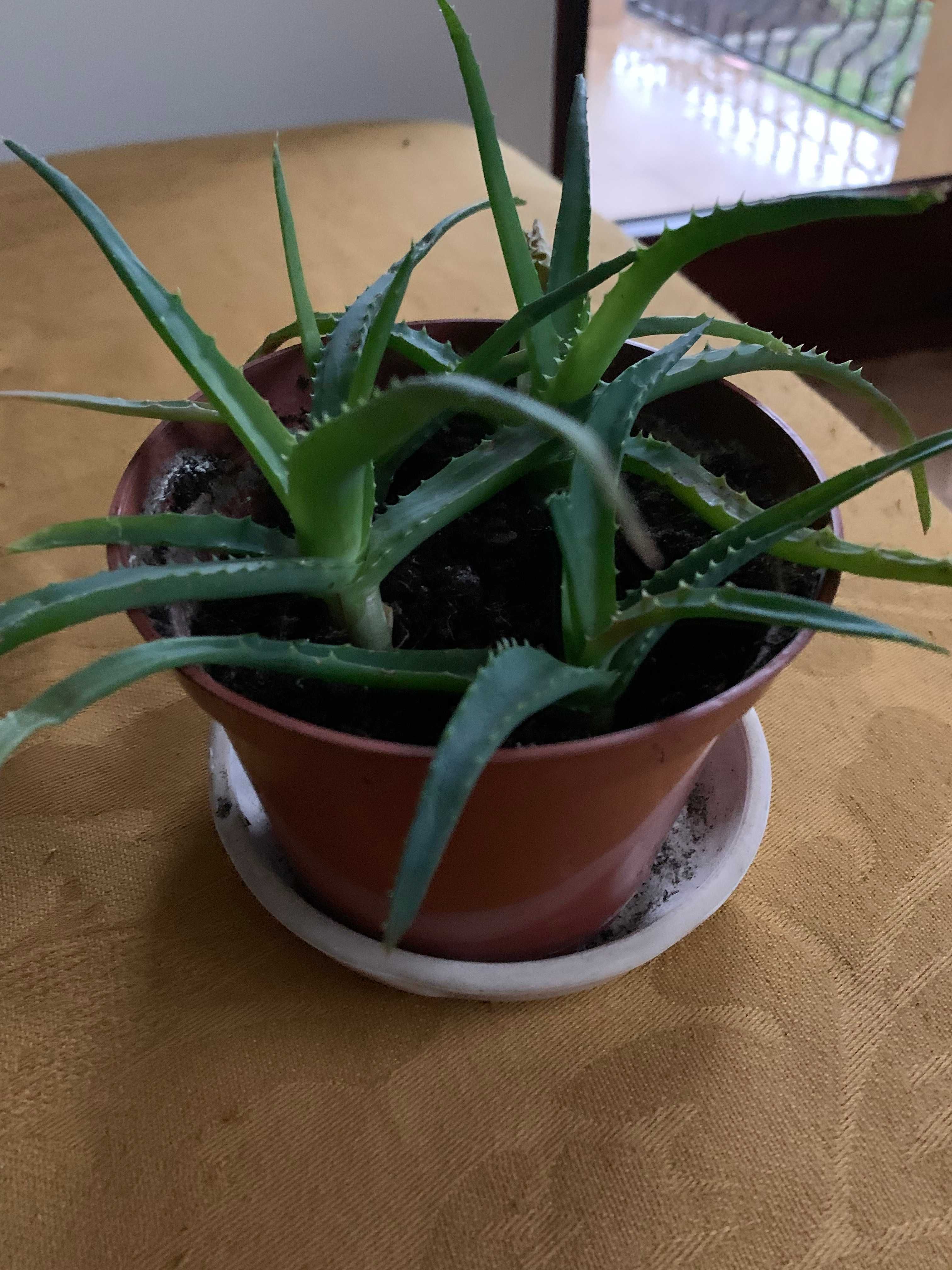 Aloes drzewiasty leczniczy sukulent ozdoba sadzonka