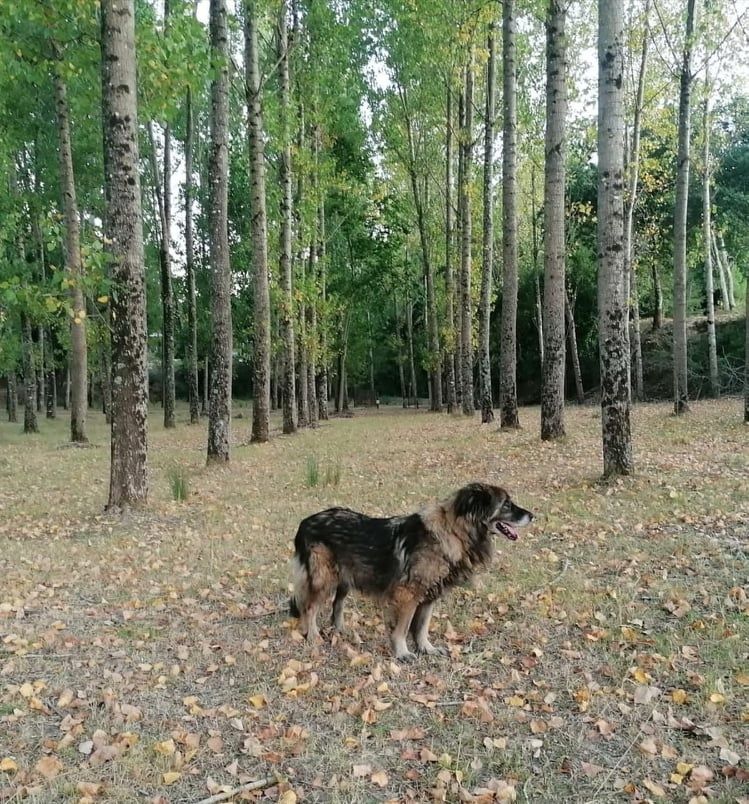 Hotel Canino Quinta dos Patuscos (Coimbra)