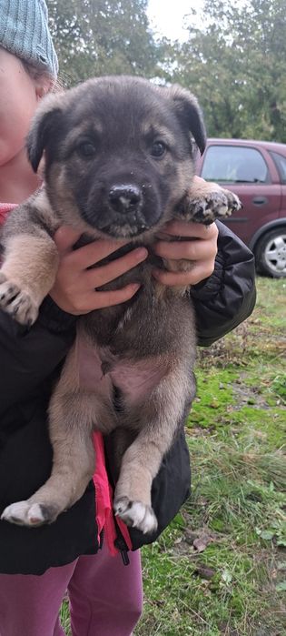 Цуценя щенок хлопчик