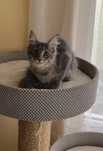Śliczna niebieska pręgowana kotka Maine Coon