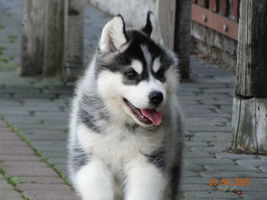 Piękny piesek siberian husky ZKwP / FCI