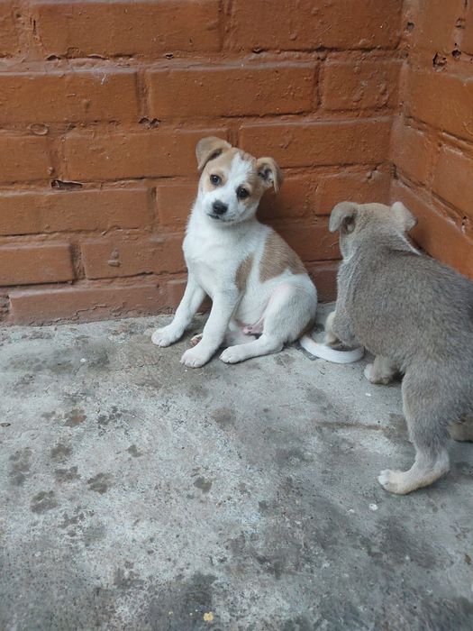 Віддам Кнопу та Бобу у хороші добрі ручки