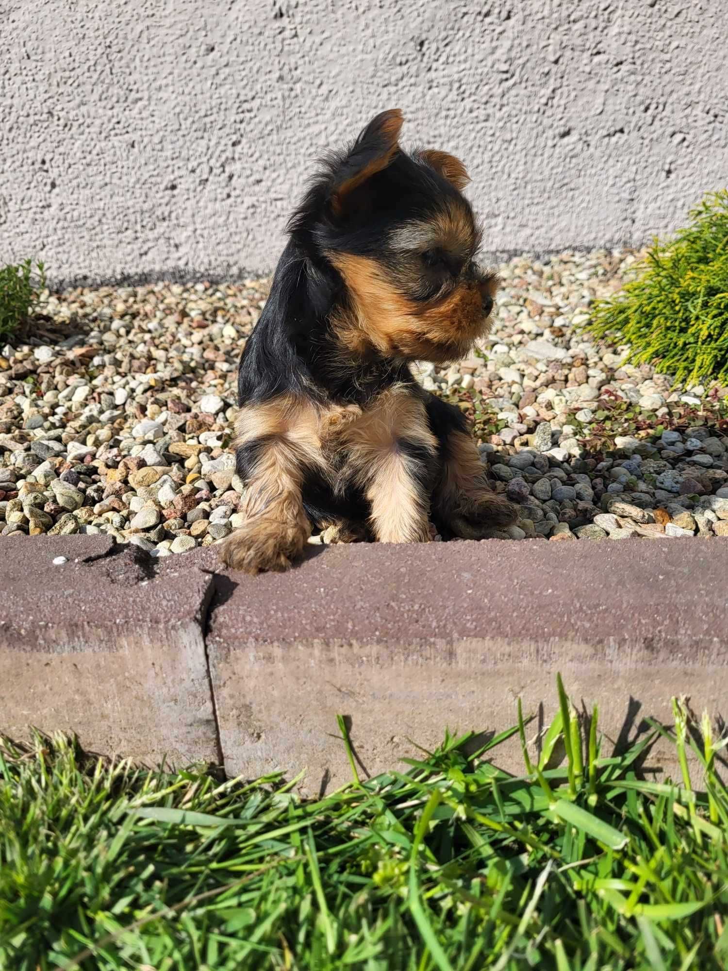 York yorki yorkshire terrier szczeniak szczeniaczek sunia