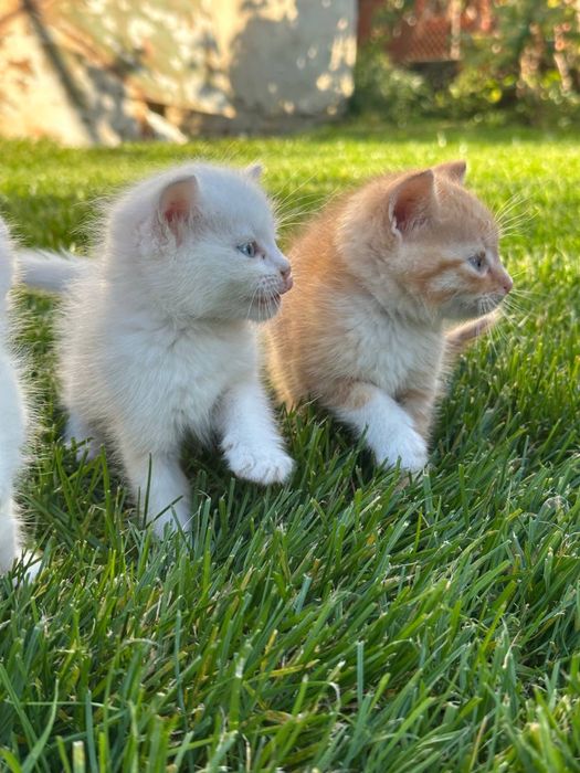 Відам у добрі руки котиків