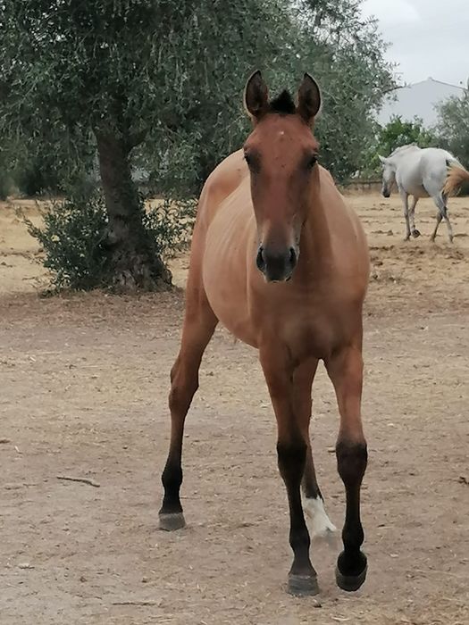 Poldra lusitana baia