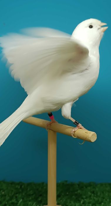 Canários machos - Brancos Recessivos