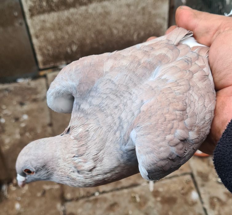 Gołębie pocztowe opal reduced