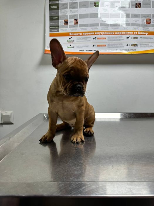 Французький бульдог