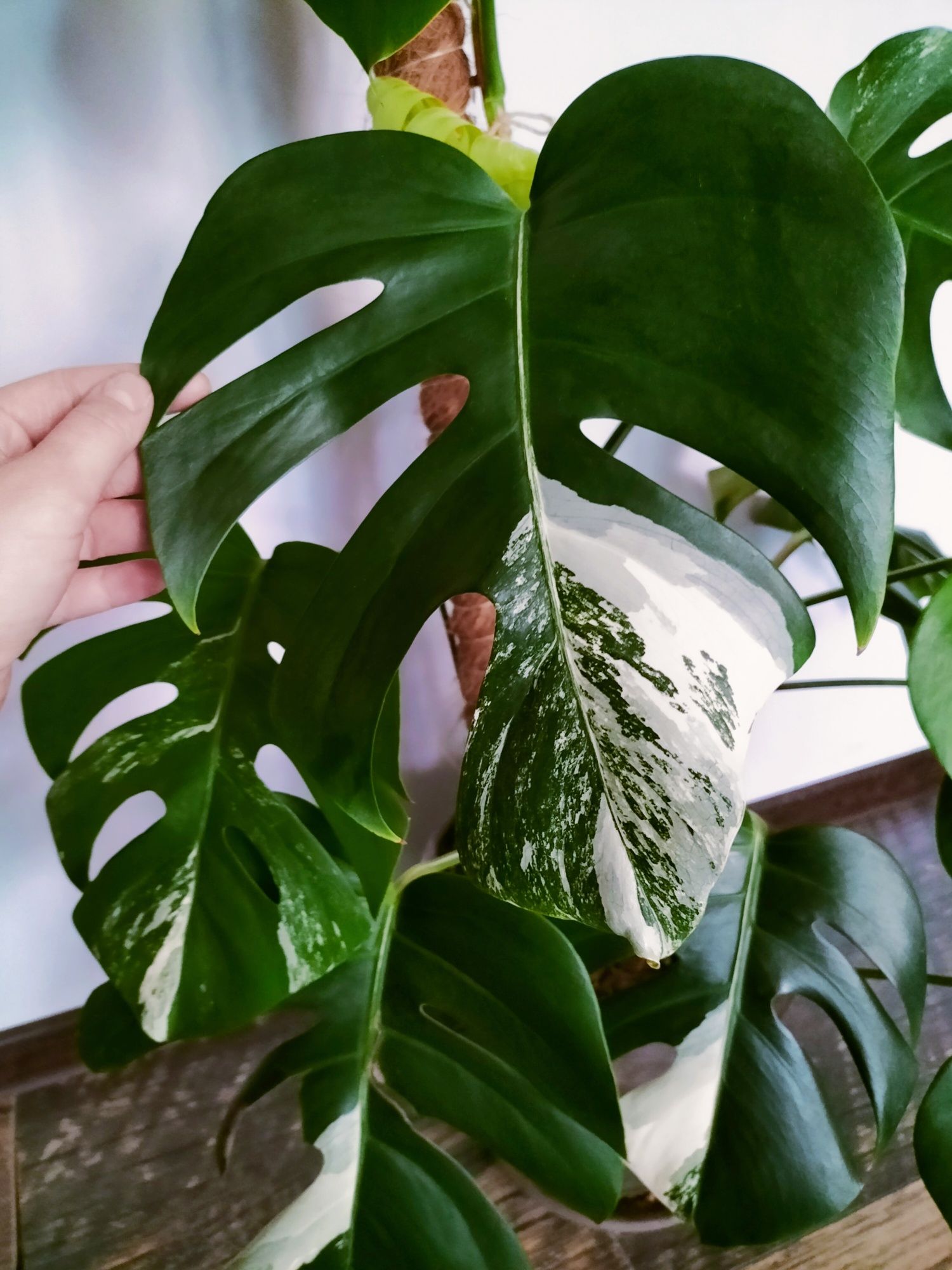 Monstera variagetta