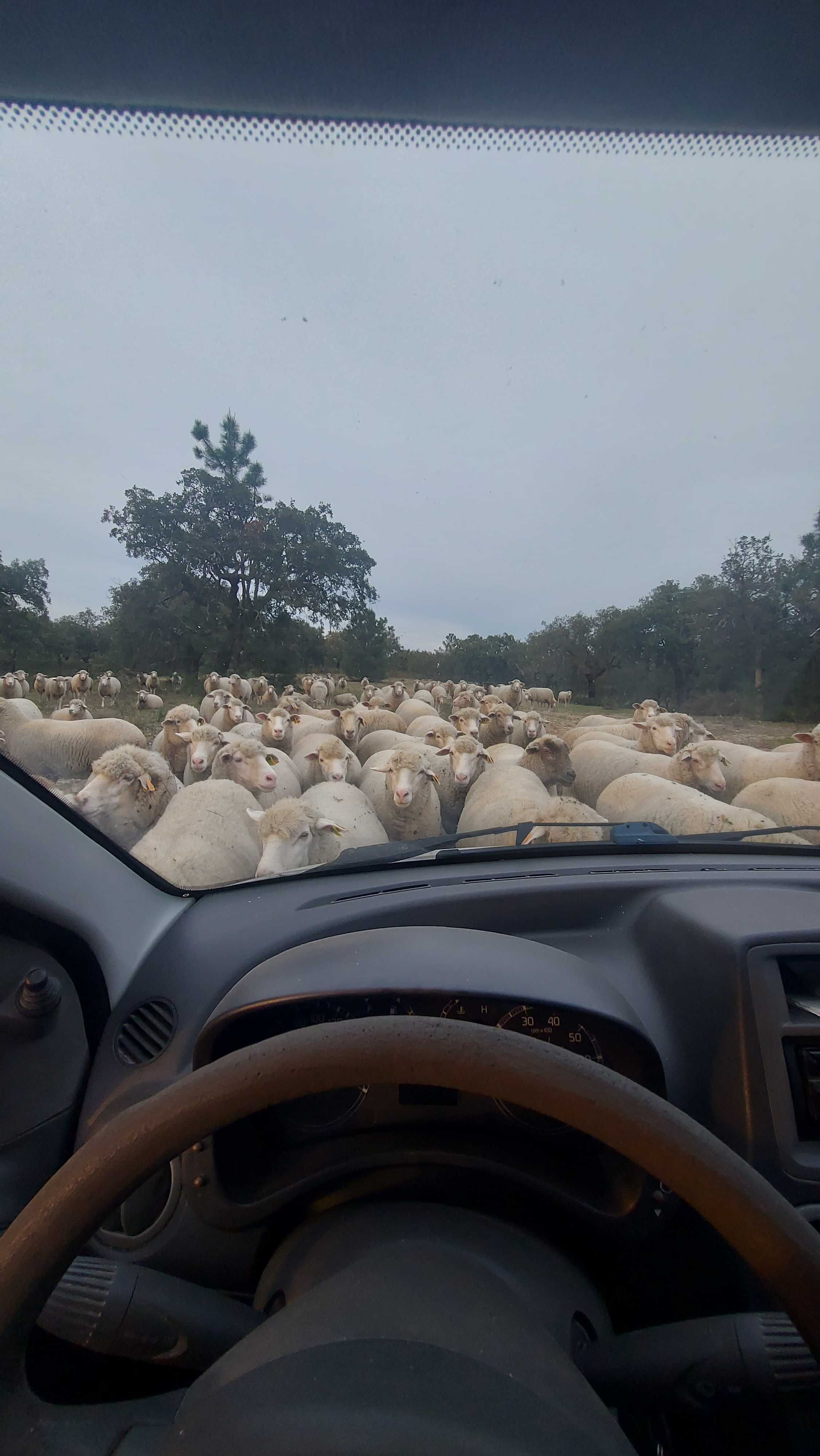 Rebanho Ovelhas Cruzadas Merino