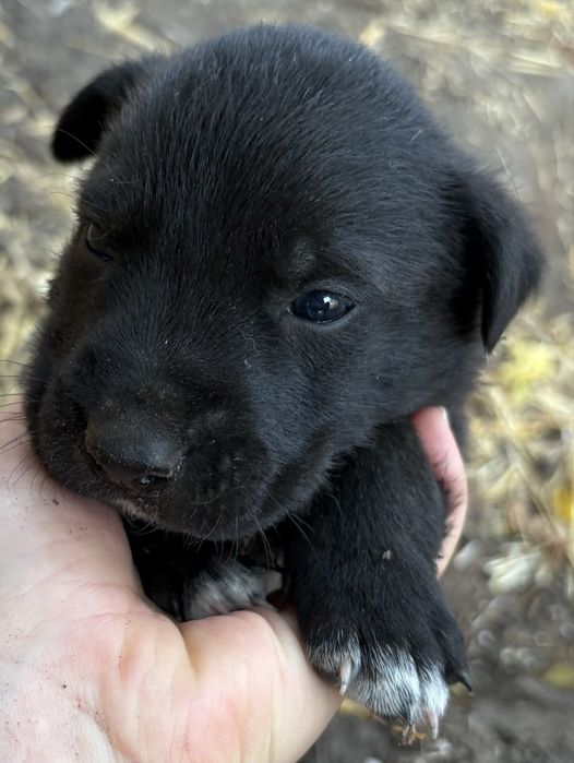 Щенки в хорошие руки