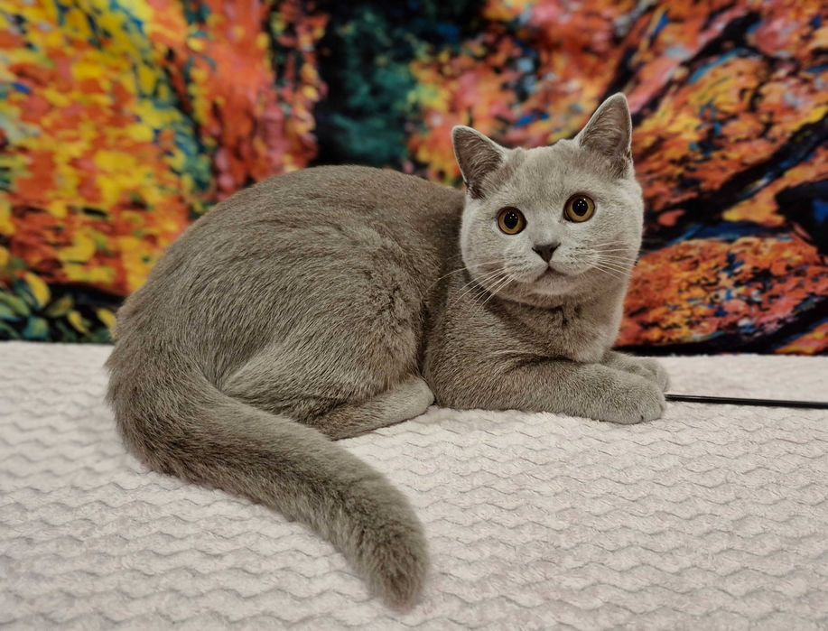 Uroczy kocurek brytyjski krótkowłosy Gandalf - rodowód FPL