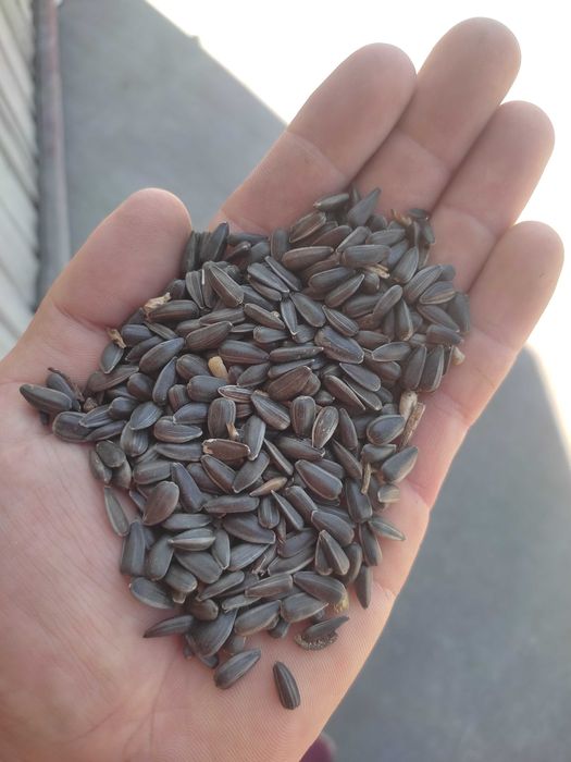 Słonecznik czarny niełuskany