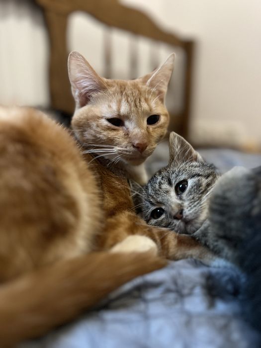 Malutkie kotki szukają domków