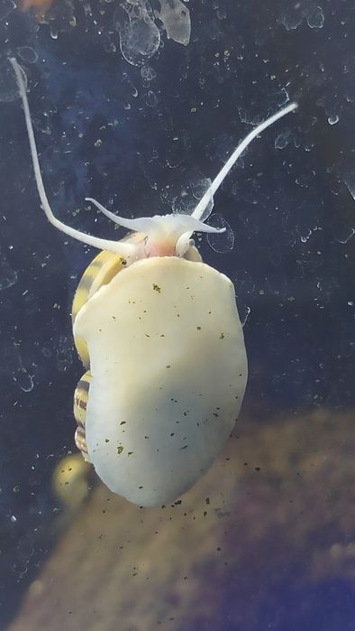 Ślimak słodkowodny Asolene spixii (nie Ampularia)