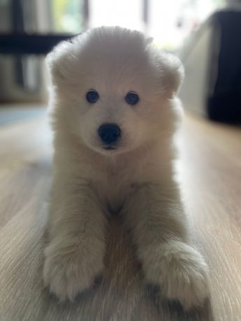 Piesek Samoyed Samiec