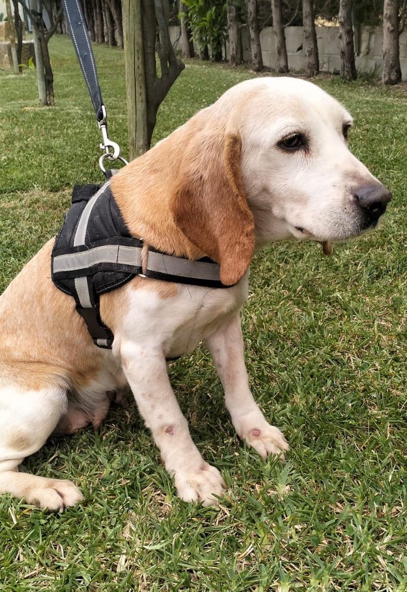 Cadela Cruzada de Beagle para adoção Responsável