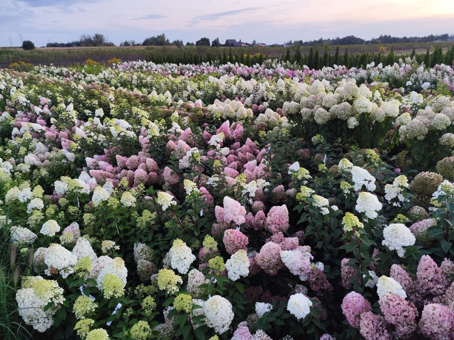 Hortensje bukietowe i krzewiaste