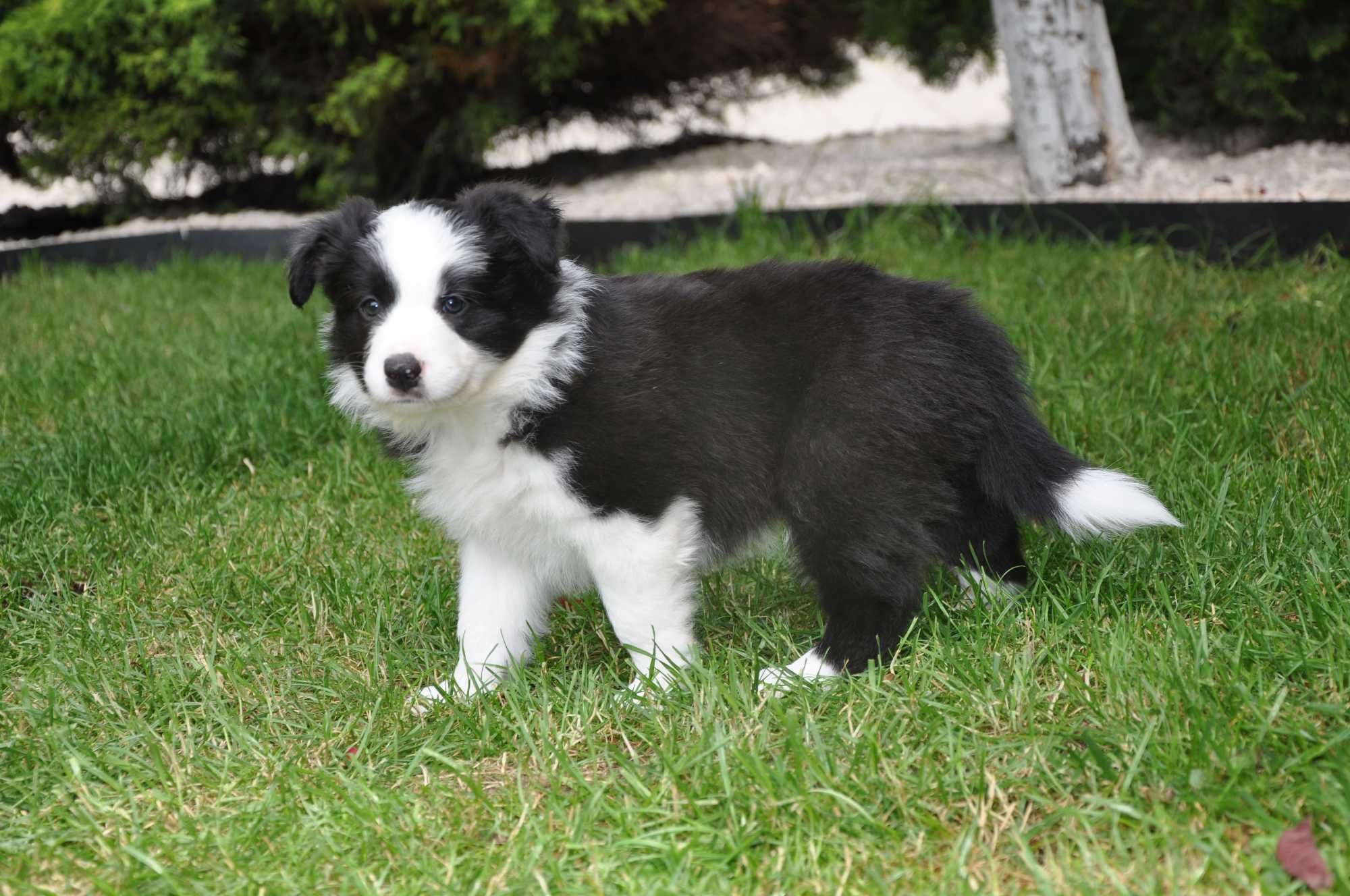 Piesek Border Collie ZKwP FCI umaszczenie black and white