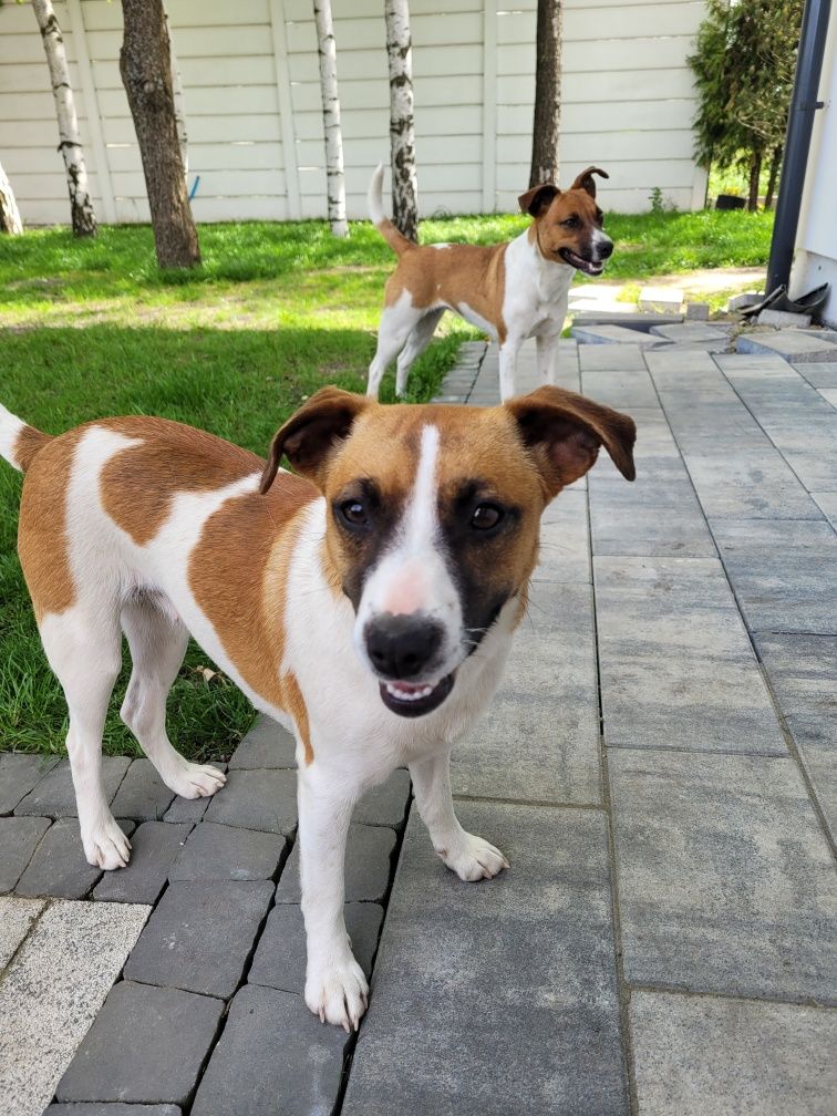 Jack Russell terrier