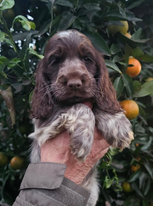Cocker Spaniel Fêmea/Macho