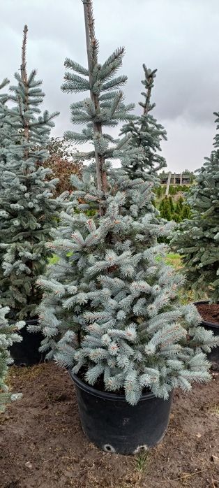 Katalpa,kataloy , bonsai