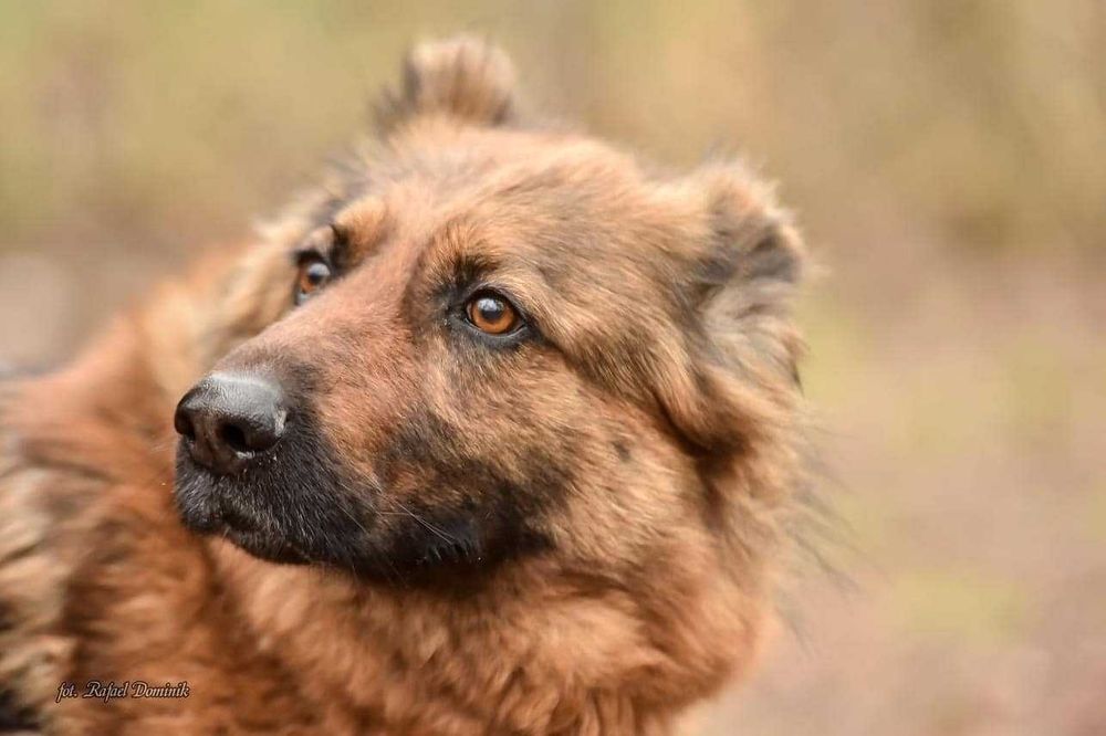 Pola! Cudowny owczarek niemiecki szuka domu!