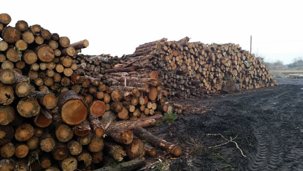 Drewno opałowe iglaste