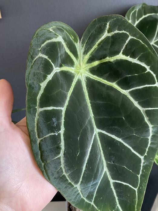 Антуріум Anthurium Crystallinum x Forgetii